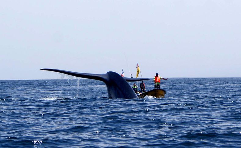Ballenas en Chile.jpg