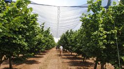 Los libros, editados por el académico de la UdeC Richard Bastías, se presentaron en Chillán en el marco del Centro Fruticultura Sur y abordan el uso de plásticos y mallas en cerezos y la respuesta del avellano europeo a heladas, calor y estrés hídrico.