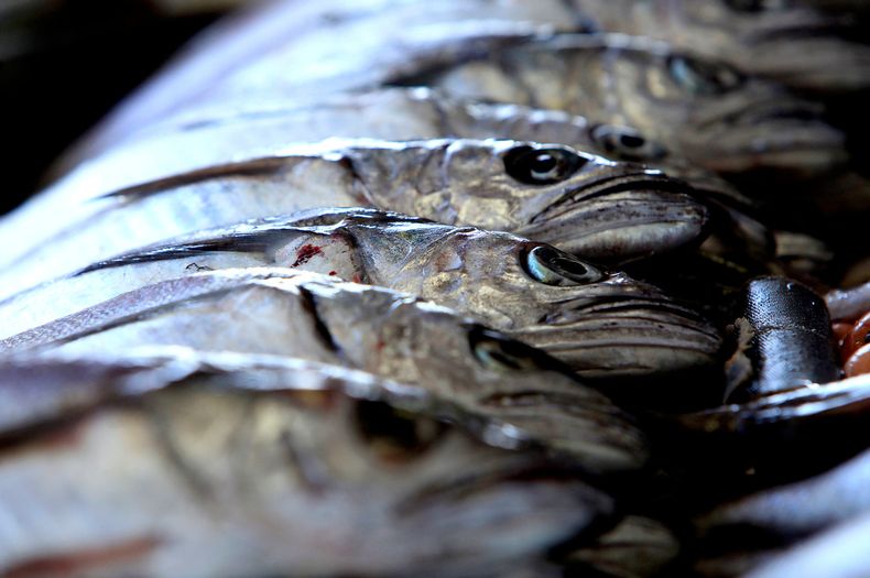 Sobreexplotación amenaza la pesca de merluza austral.&nbsp;