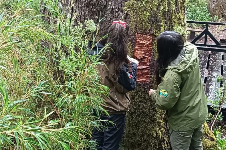 26779 diseno sin titulo 12.webp