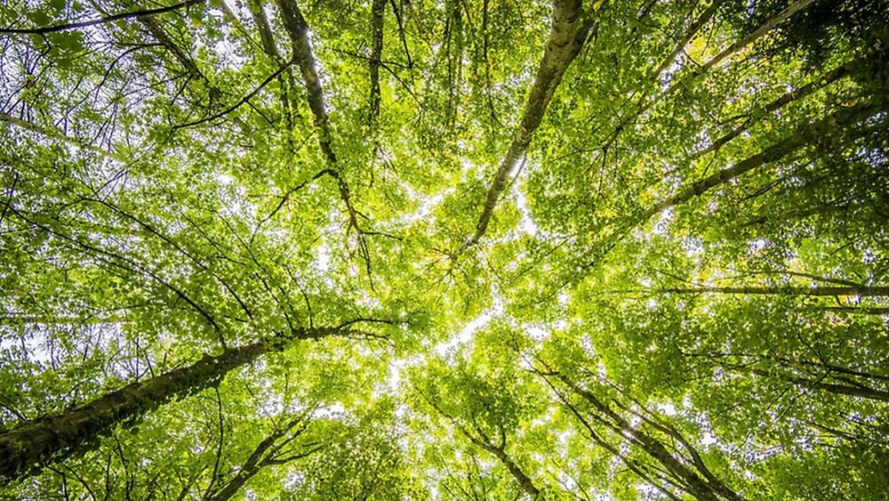 La carbono neutralidad: Qué es y cómo se come