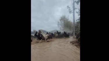 VIDEO| Temporal: Viralizan conmovedor registro de rescate de caballos y burros en Salsipuedes