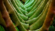 La textura detallada de unas hojas exhiben la belleza de la flora que compone los paisajes naturales
