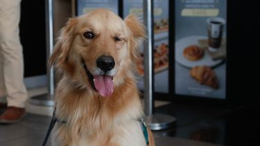42% de tiendas de mascotas han reportado bajas ventas de alimentos en tiendas físicas