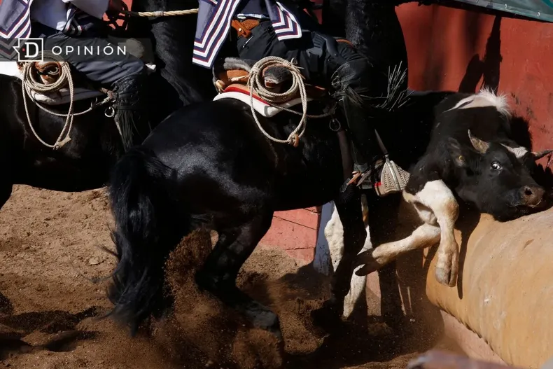 22497 rodeo.webp