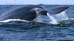 VIDEO| ¿Por qué el canto de ballenas azules en Chile es único en el mundo?