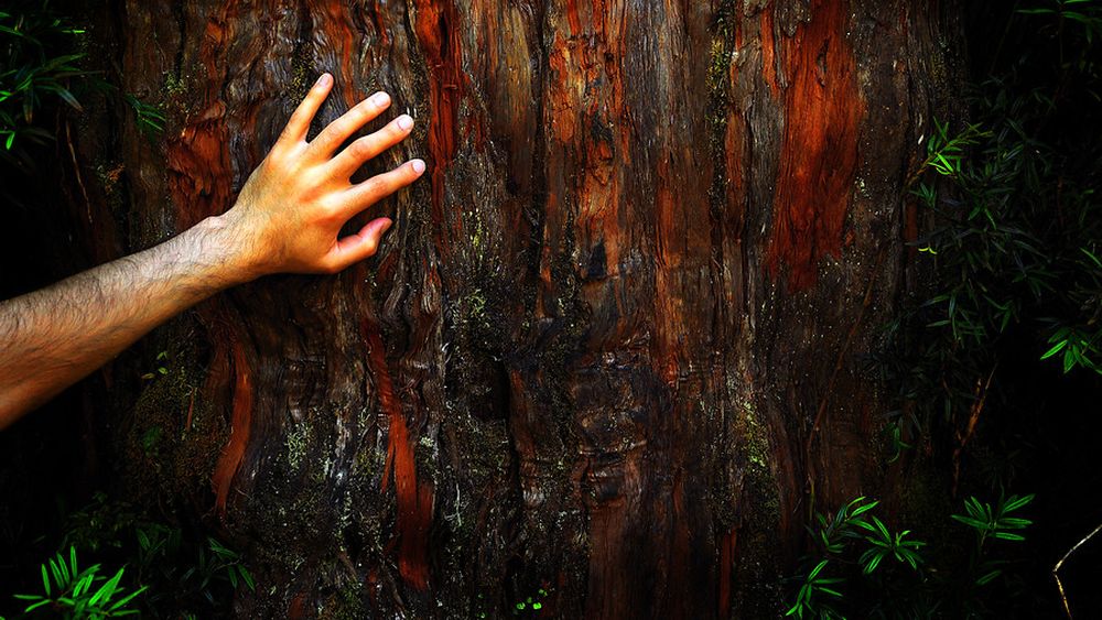 Baños de bosque: Gobierno presenta política para mejorar la salud a través de la naturaleza