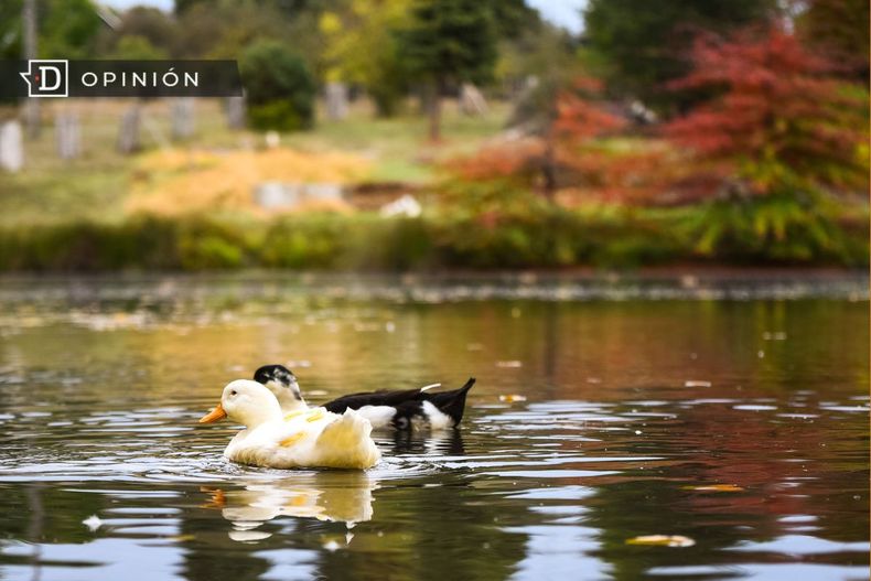 7467 patitos en aguna el ccarmen de temuco.jpg