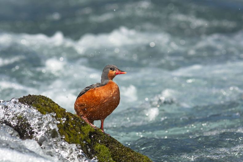 Foto especie_Niccolo Cantarutti 1 scaled.jpg