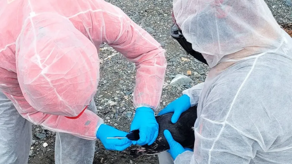 Influenza aviar en la Antártica por tercer año consecutivo: pingüinos, cormoranes y lobos finos bajo vigilancia