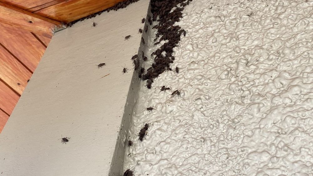 Lavaloza y aerosol no sirvieron: vecinos de La Reina fumigarán contra Chinche del Arce
