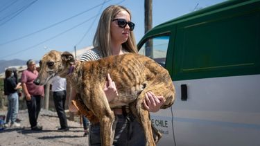 Rescatan 30 perros en Melipilla tras denuncia de vecinos por maltrato animal