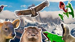 Huillín, pudú, picaflor de Arica y ranita de Darwin: las especies nativas de Chile que están desapareciendo Huillín, pudú, picaflor de Arica y ranita de Darwin: las especies nativas de Chile que están desapareciendo