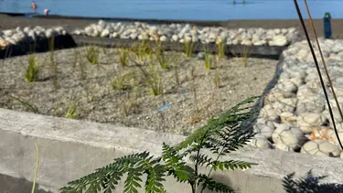 Frutillar planea descontaminar sus esteros: Instalan el primer humedal depurador del lago Llanquihue