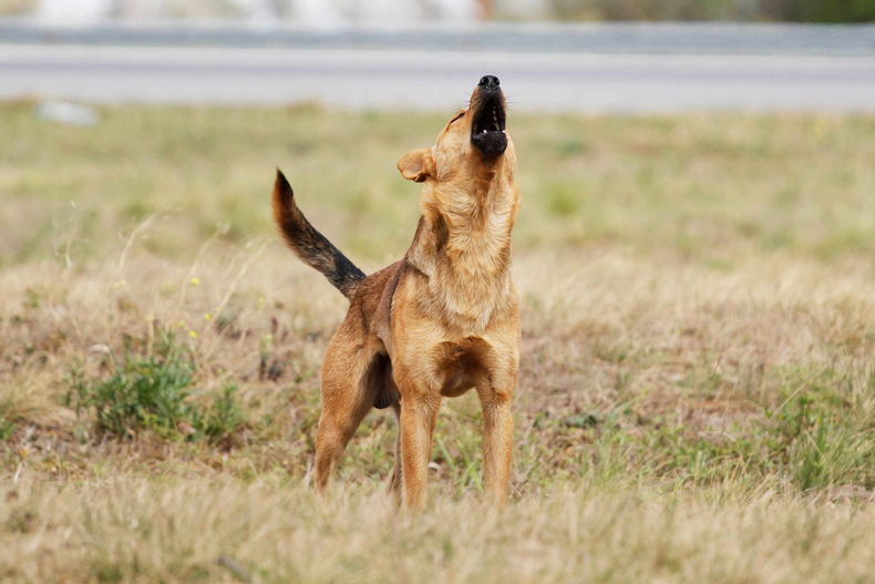 Perros asilvestrados.