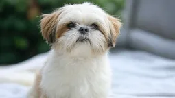 Negligencias veterinarias caninas: Dueños de perro de raza que murió por anestesia en cirugía serán indemnizados