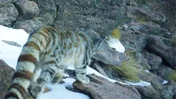 Captan histórico registro de gato andino en Parque Nacional Volcán Isluga tras 6 años sin ser avistado