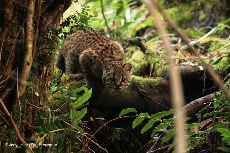 4. Guigna Araucania region_Copyright Jerry Laker Fauna Australis 1 scaled.jpg
