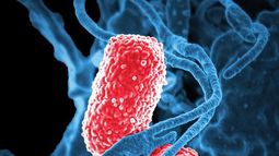 Microbiólogos del mundo se reúnen en La Serena para enfrentar las patologías del siglo XXI