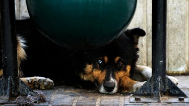 Carabinero dispara y mata a perro callejero que intentó morderlo: Testigos lanzan acusación