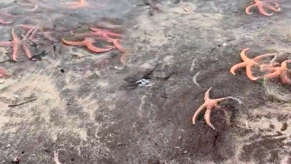 Calor también afecta las estrellas de mar: Especulan que varazón se debe a la temperatura