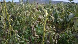 Vacuna para plantas: Desarrollan inyección biotecnológica para que cultivos resistan plagas