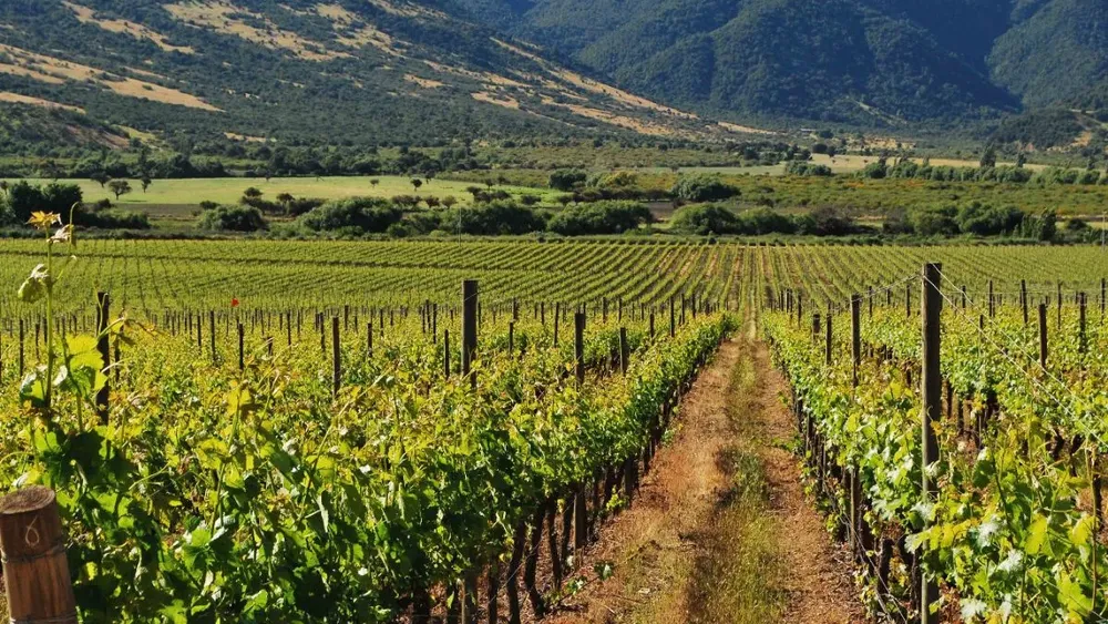 23 viñas del Valle de Colchagua fueron reconocidas por su gestión hídrica en el marco de la Vendimia 2026