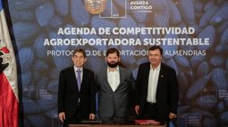 Almendras premium confirman que Chile es verdulería de China: 574 mil toneladas exportadas