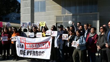 Acusan a funcionario PDI: Ingresan querella por muerte de perro comunitario del Hospital de Quilpué