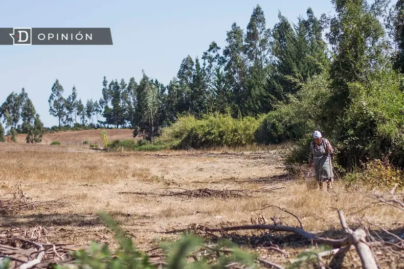 12357 mujer mayor en el campo.webp