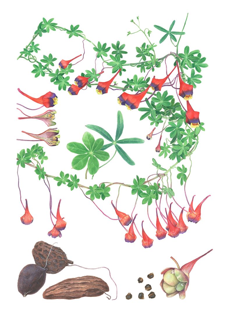 Soldadito rojo, Tropaeolum tricolor - Libro sobre plantas nativas de Chile