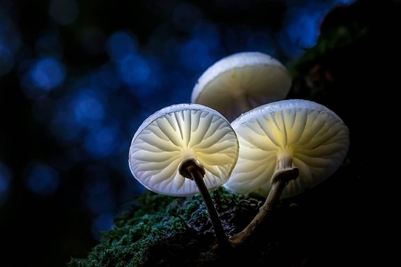 hongos fungi 1.jpg
