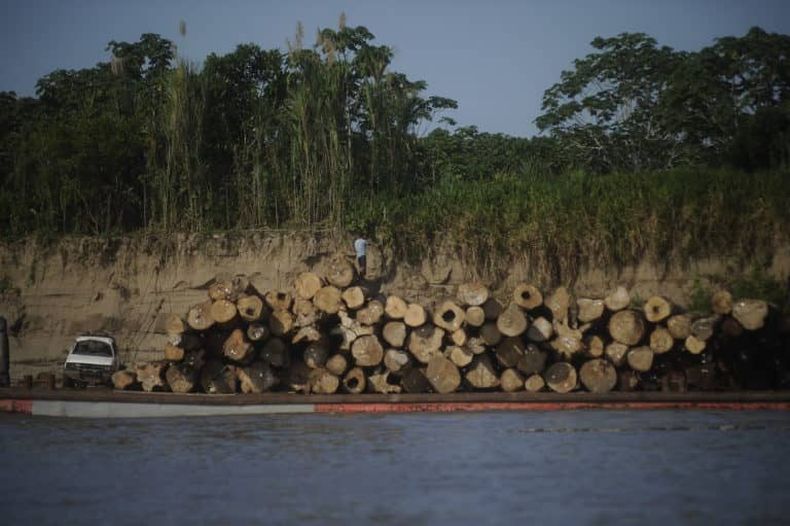 UCAYALI DEFORESTACION ARBOLES TALADOS 768x511 1.jpeg