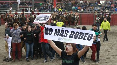 Inician campaña para terminar con el rodeo en Rancagua