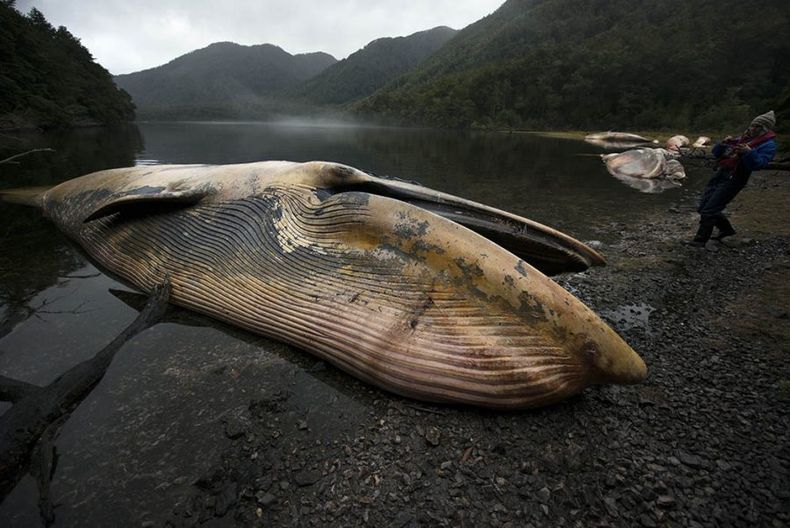 Beached Whale Cta Buena2 e1675875559792.jpeg