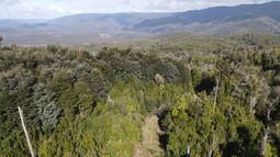 El bosque nativo ayuda a Chile a protegerse de las lluvias extremas - Imagen cedida