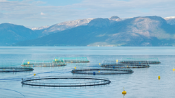 Estudio revela que Ley Lafkenche no paraliza a la industria salmonera.