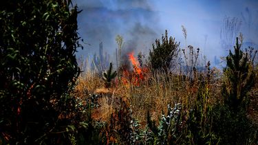 Viento Puelche: La fuerte brisa veraniega que ha facilitado la propagación de los incendios forestales en el Bío Bío