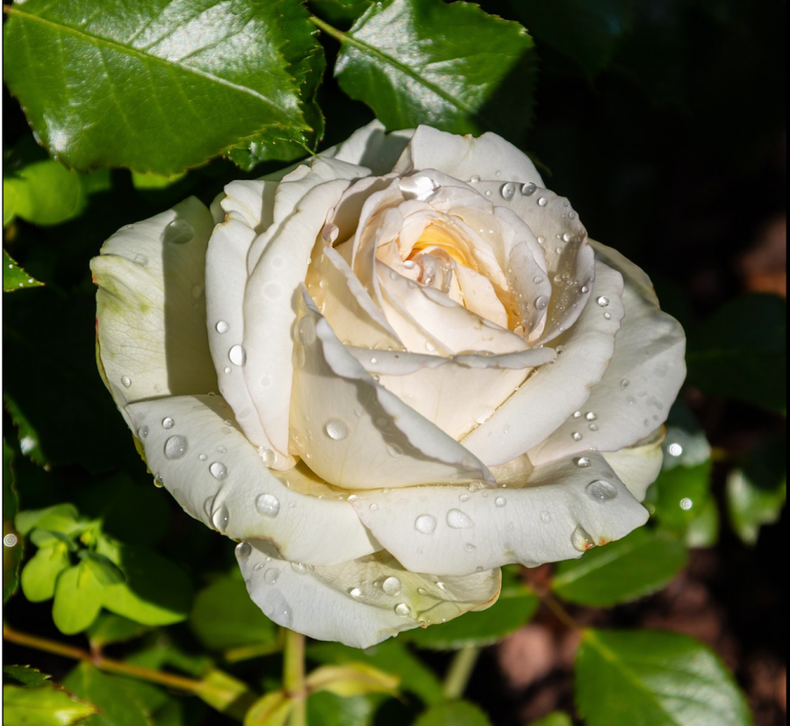 rosa blanca e1676396991184.png
