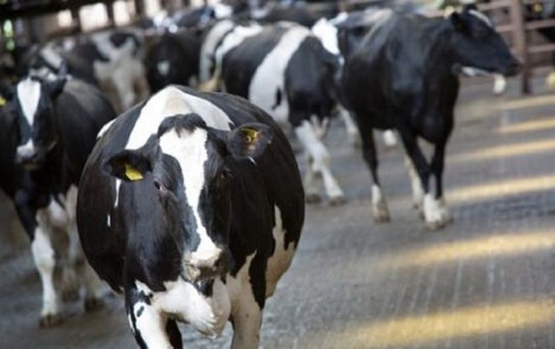 vacas.jpg