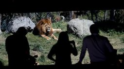 Plataforma Frente Amplio por los Animales propone reconversión de los zoológicos