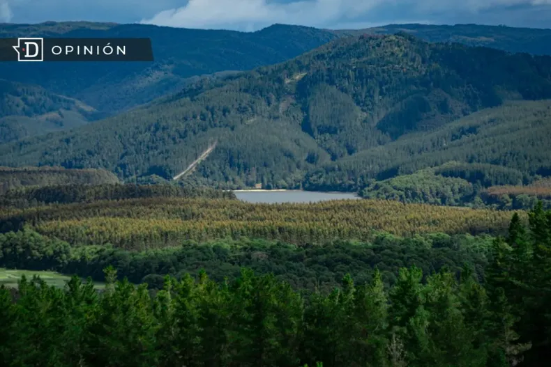 25926 foto panoramica de un bosque y cordillera.webp
