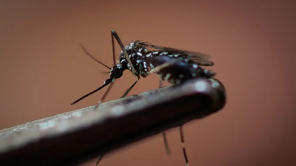 Debug: Proyecto de Google busca combatir el dengue, el zika y la chikungunya con mosquitos estériles