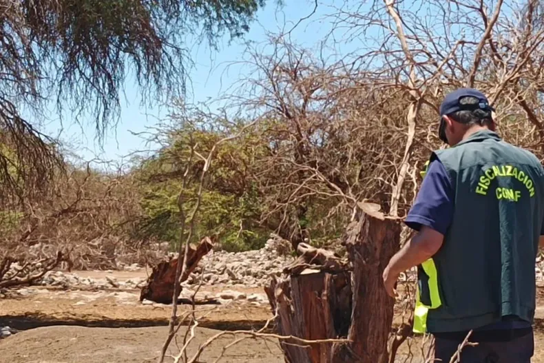 25931 diseno sin titulo 37.webp