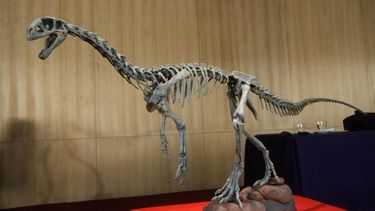 El logro del Museo Regional de Aysén por el Chilesaurus: Ganó el Oscar de los museos