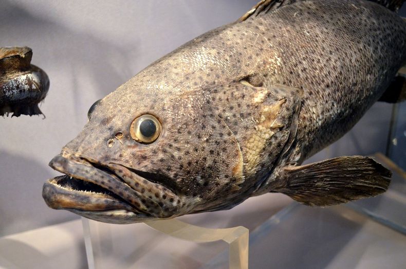 Bacalao en un museo referencial.jpg