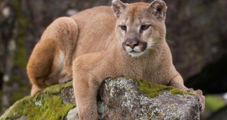 puma.jpg