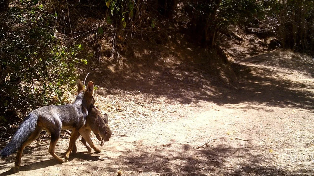 Roedores nativos desaparecieron de Chile central y ahora los zorros chilenos dependen de comer conejos europeos