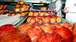 Minería no salvó la industria chilena: Cae 1% interanual por baja producción en alimentos