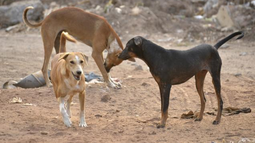 Comisión de Agricultura de la Cámara aprueba en general iniciativas que eximen de maltrato animal a quienes cacen perros en defensa de la industria ganadera y la fauna silvestre.&nbsp;